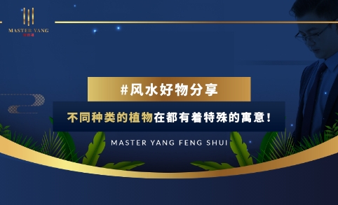 How the Plants enhance the Feng Shui 